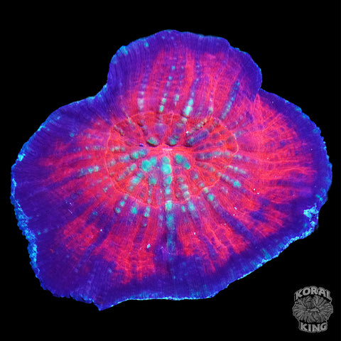 Australomussa (Scolymia Vitensis)
