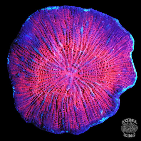Australomussa (Scolymia Vitensis)