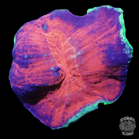 Australomussa w/ Green Rim (Scolymia Vitensis)
