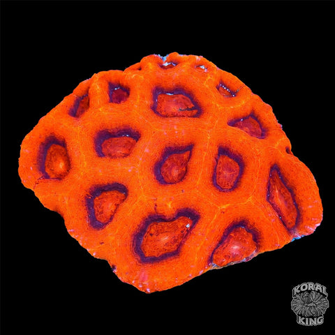 Red Chakra Bowerbanki