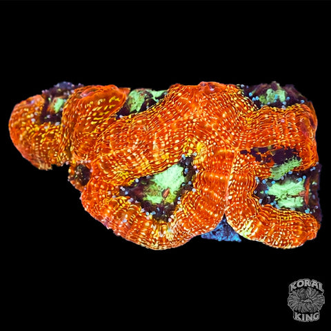 Tangerine Bowerbanki