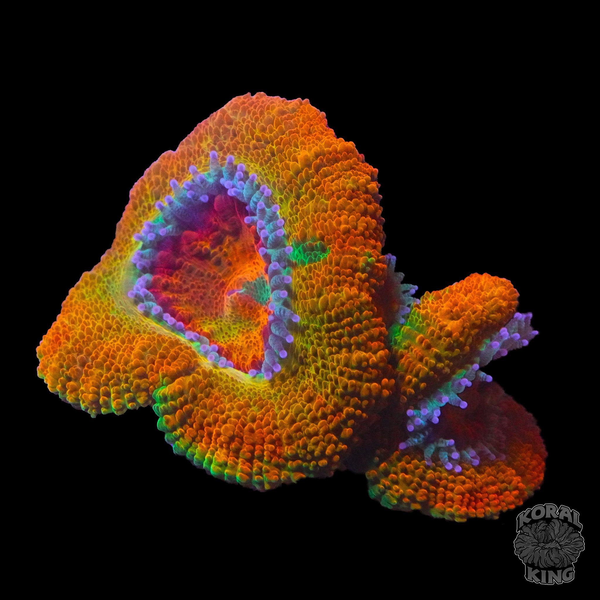 Corals – Koral King