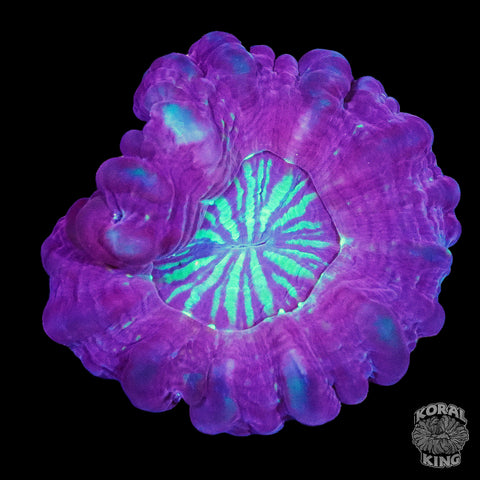 Baby Indophylliya