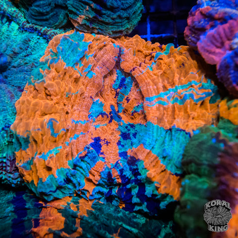 Baked Martian Acantho