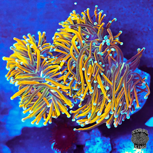 Banana Torch Colony