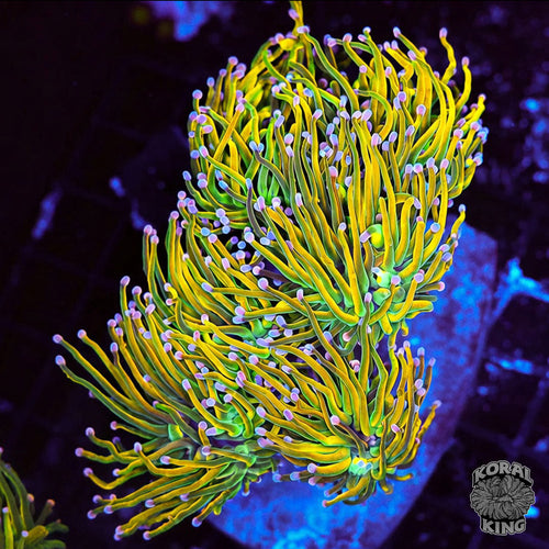 Banana Torch Colony
