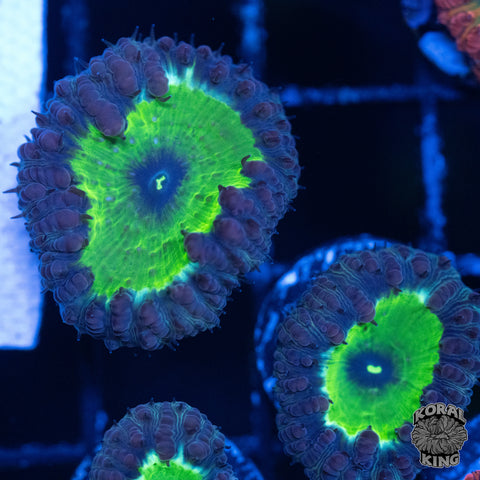 Bewitched Blasto Frags
