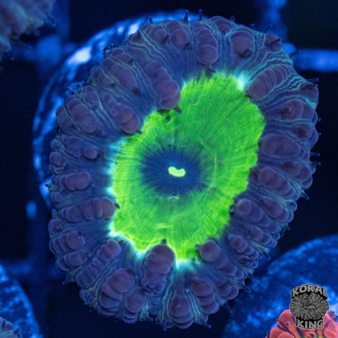 Bewitched Blasto Frags