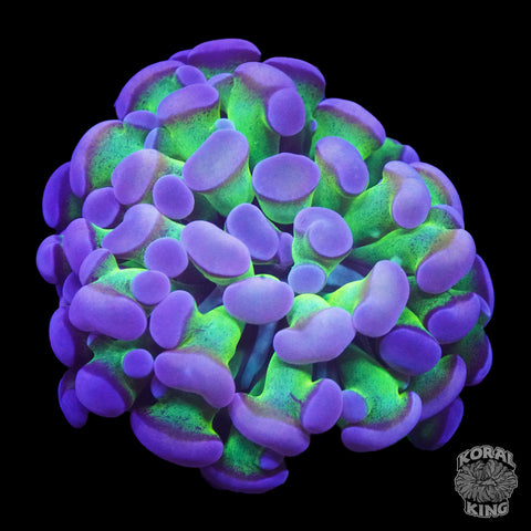 Bi-Color Hammer Frag