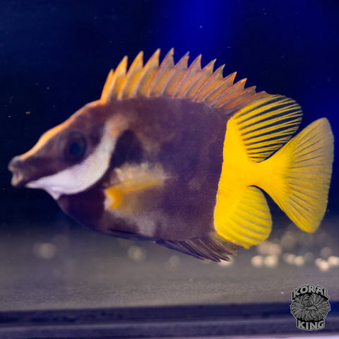 Bicolor Foxface Rabbitfish