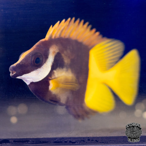 Bicolor Foxface Rabbitfish
