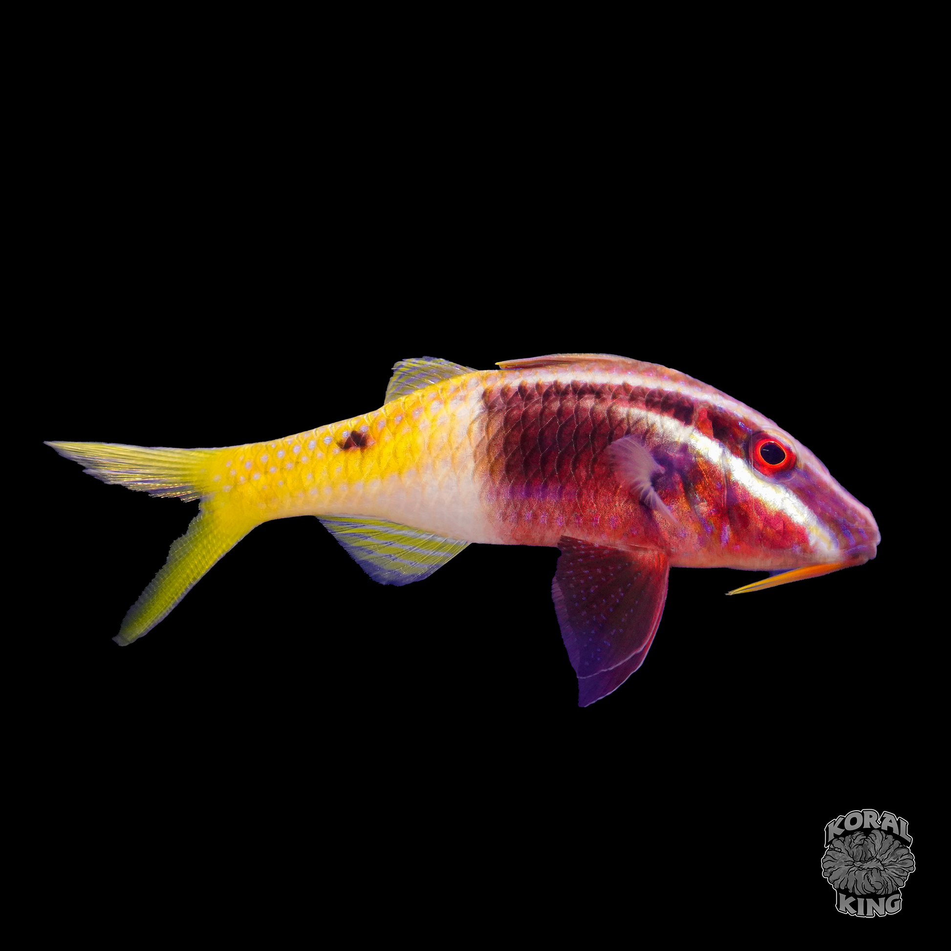 Bicolor Goatfish - Koral King