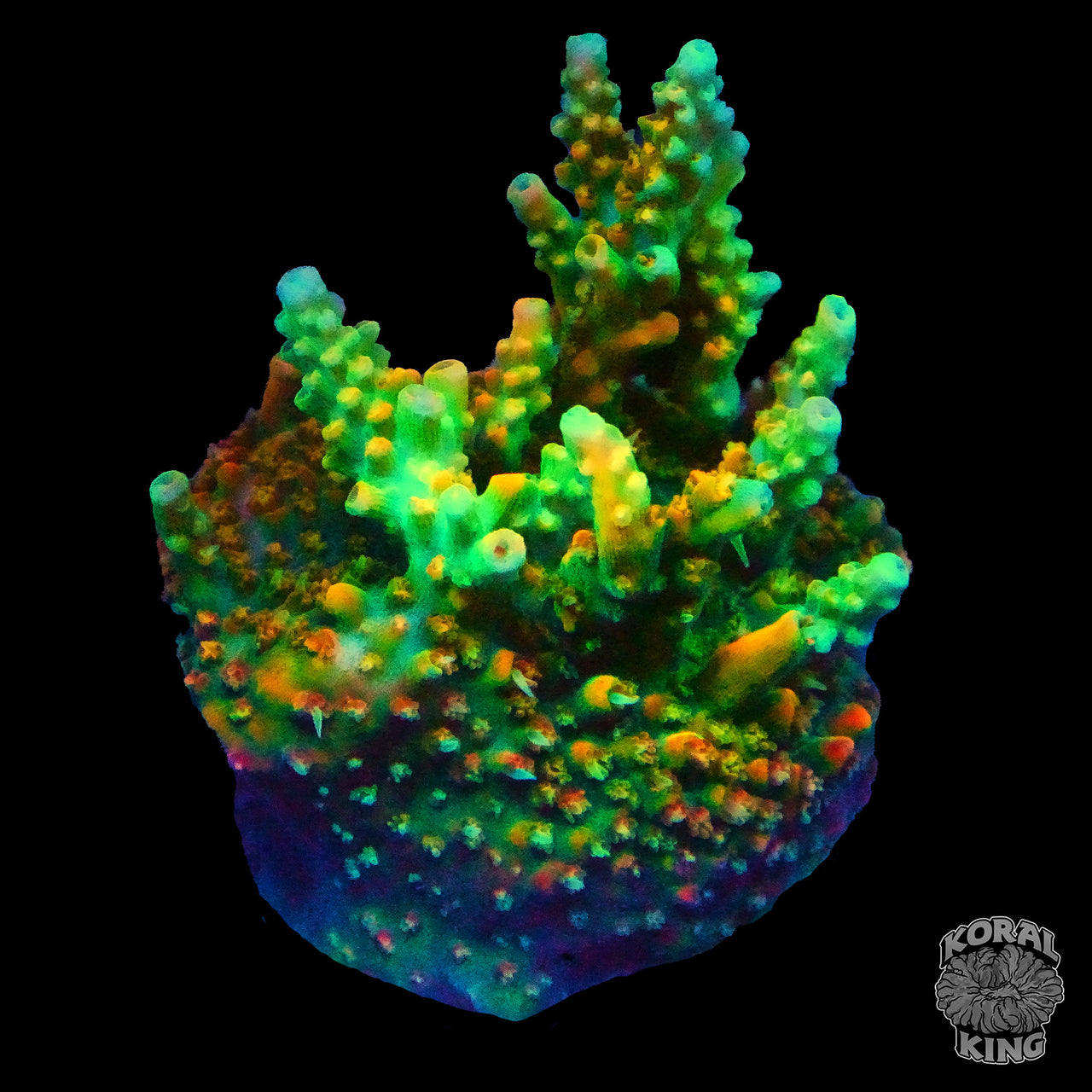 WWC Golden Dragon Acropora (WYSIWYG) – Koral King