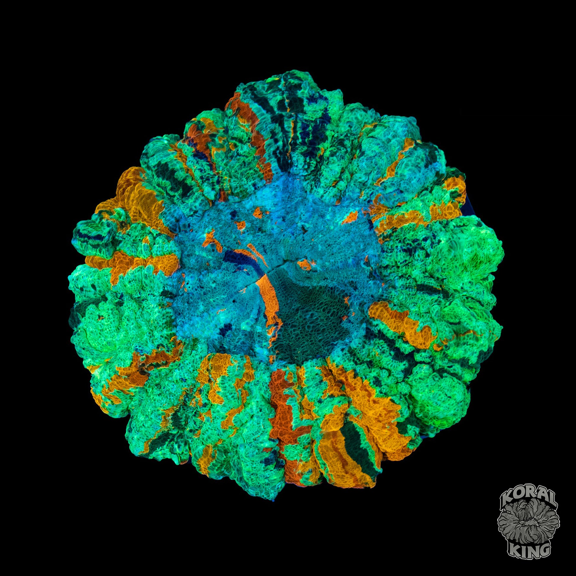 Birthmark Rainbow Acantho - Koral King