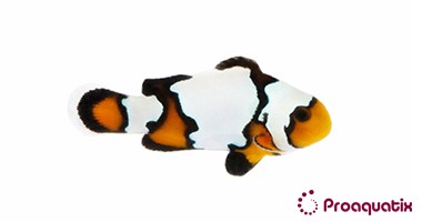 Black Ice Snowflake Clownfish – Proaquatix
