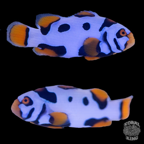 Black Helmet Picasso Clownfish WYSIWYG