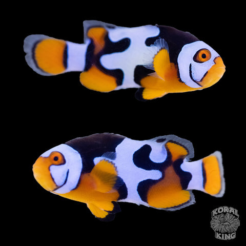 Black Helmet Picasso Clownfish WYSIWYG