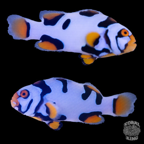 Black Helmet Picasso Clownfish WYSIWYG