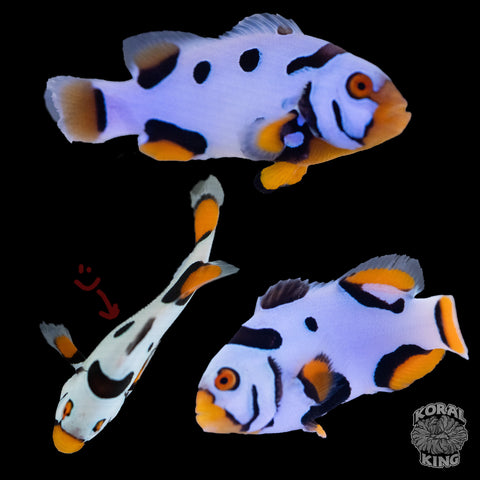 Black Helmet Picasso Clownfish WYSIWYG