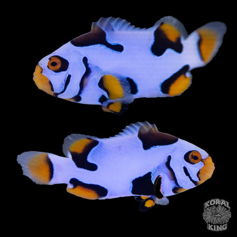 Black Helmet Picasso Clownfish WYSIWYG