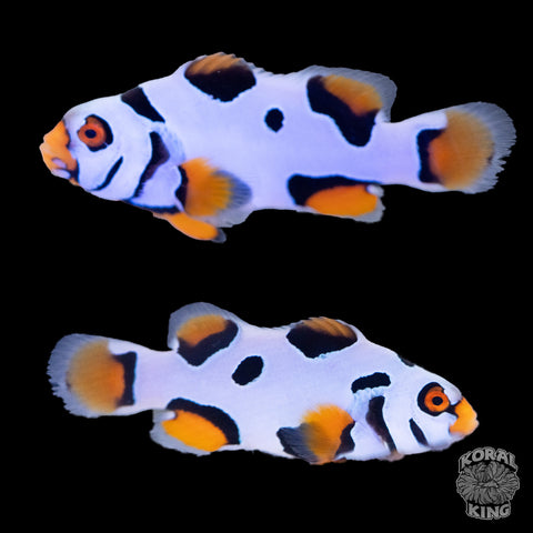 Black Helmet Picasso Clownfish WYSIWYG