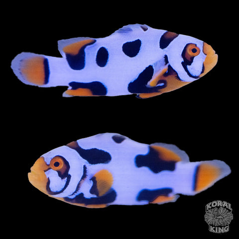 Black Helmet Picasso Clownfish WYSIWYG