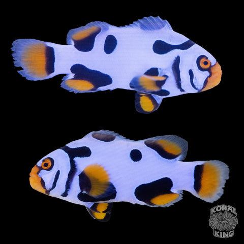 Black Helmet Picasso Clownfish WYSIWYG