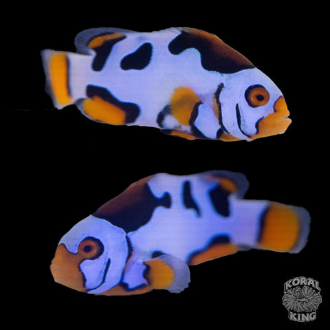 Black Helmet Picasso Clownfish WYSIWYG