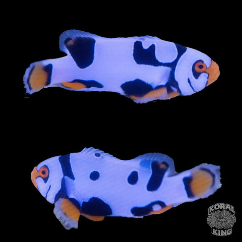 Black Helmet Picasso Clownfish WYSIWYG