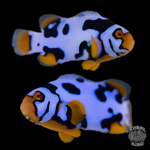 Black Helmet Picasso Clownfish WYSIWYG