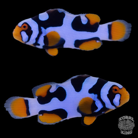 Black Helmet Picasso Clownfish WYSIWYG