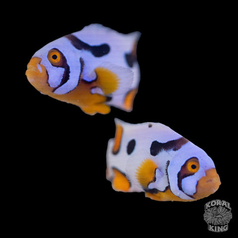 Black Helmet Picasso Clownfish WYSIWYG