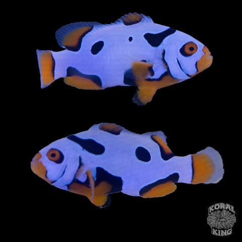 Black Helmet Picasso Clownfish WYSIWYG