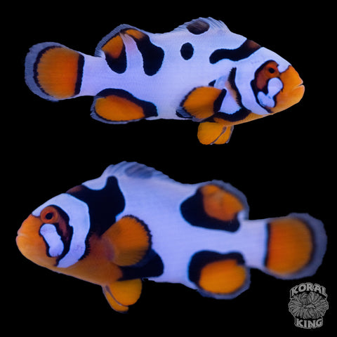 Black Helmet Picasso Clownfish WYSIWYG