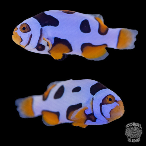 Black Helmet Picasso Clownfish WYSIWYG