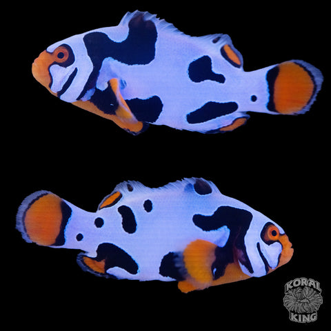 Black Helmet Picasso Clownfish WYSIWYG