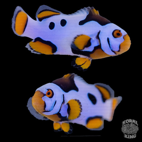 Black Helmet Picasso Clownfish WYSIWYG