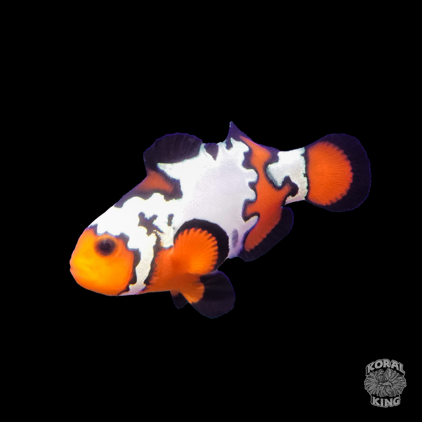 Black Ice Bullet Clownfish - Koral King