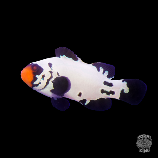 Black Sapphire Frostbite Clownfish- Koral King