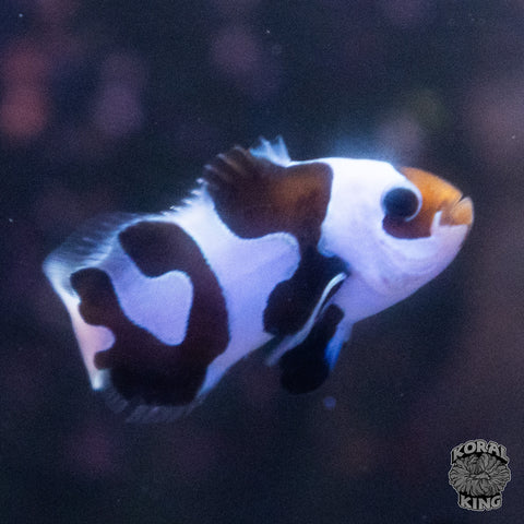 Black Storm Clownfish