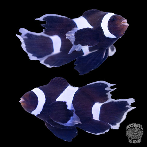 Long-Fin Misbar Clownfish