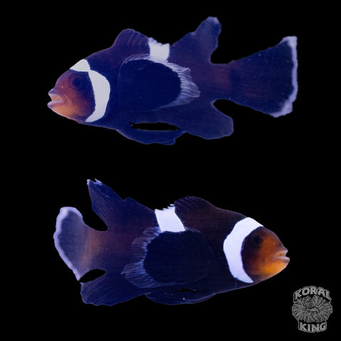 Long-Fin Darwin Clownfish