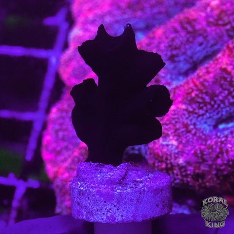 Black Sun Coral Frag