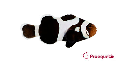 Black Gladiator (DaVinci) Clownfish – Proaquatix