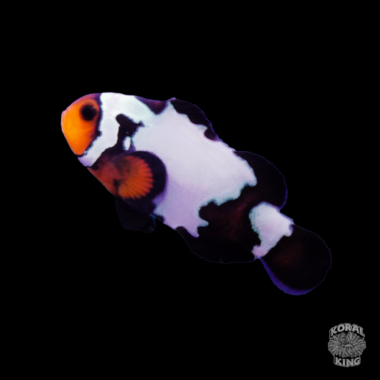 Blacker Ice Clownfish - Koral King