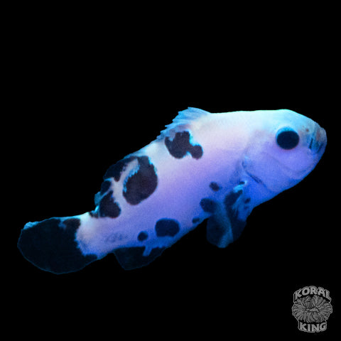 Black Leopard Storm Clownfish