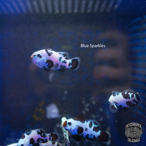 Black Leopard Storm Clownfish