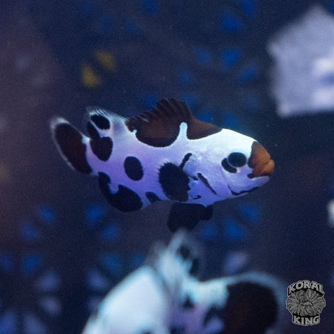 Black Leopard Storm Clownfish