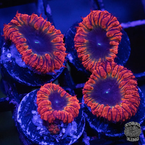 Event Horizons Blasto Frag