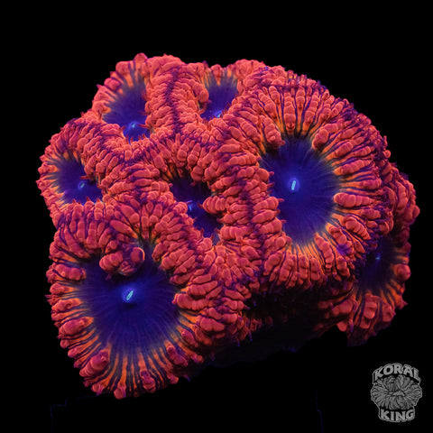 Event Horizons Blasto Frag